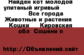 Найден кот,молодой упитаный игривый 12.03.2017 - Все города Животные и растения » Кошки   . Кировская обл.,Сошени п.